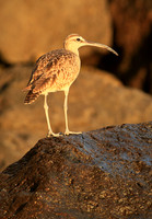 Long-billed Curlew