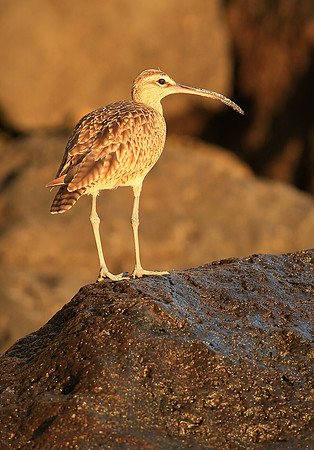 Long-billed Curlew