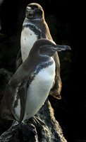 Galapagos Penguin Pair