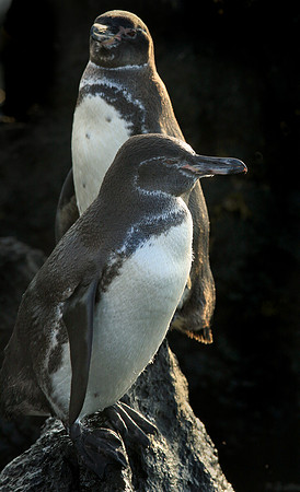 Galapagos Penguin Pair