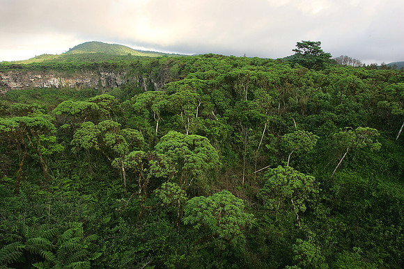 Galapagos Higlands, Santa Cruz Island