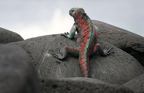 Christmas Iguana