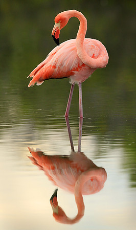 Flamingo Stance