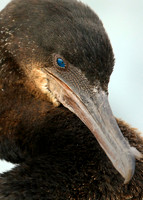 Cormorant Portrait