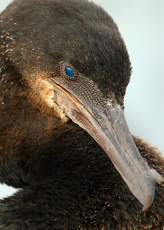 Cormorant Portrait