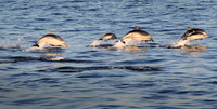 Dolphin Bonanza