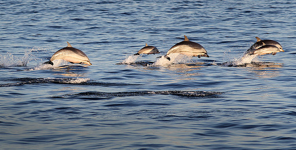 Dolphin Bonanza