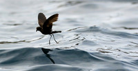 Petrel Dance