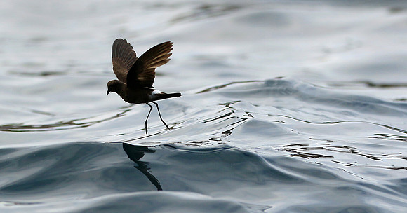 Petrel Dance