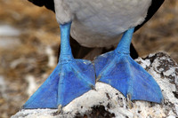 Blue Feet