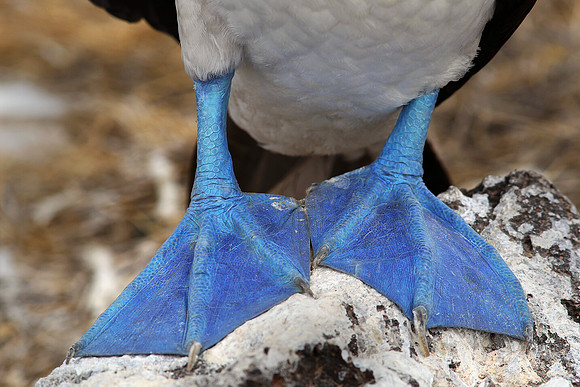 Blue Feet