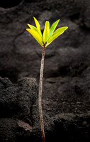 Red Mangrove