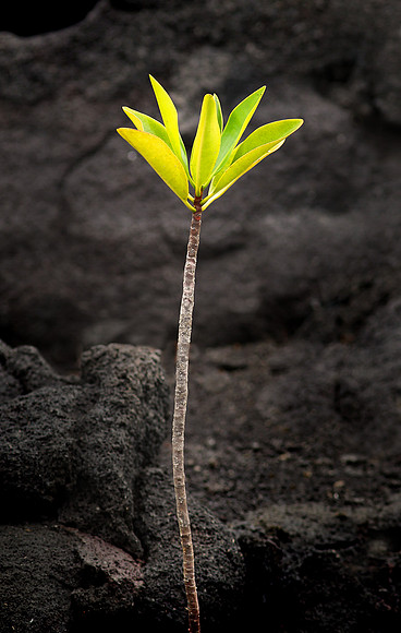 Red Mangrove