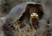 Galapagos Tortoise