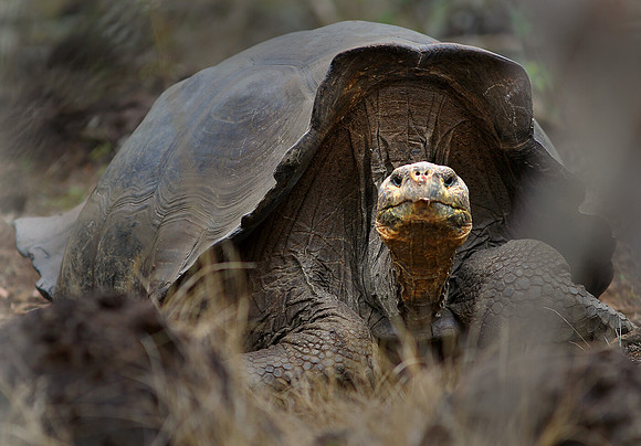 Galapagos Tortoise