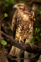 Galapagos Hawk