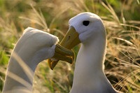 Waved Albatros Courtship