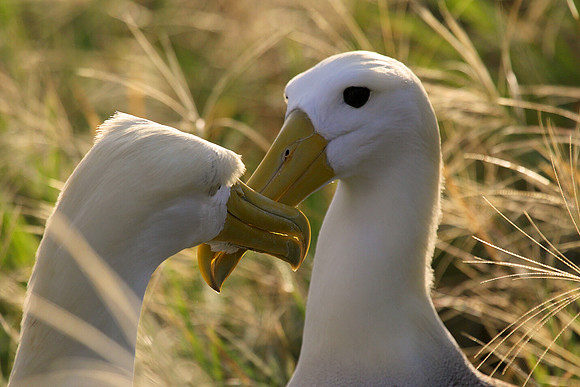 Waved Albatros Courtship