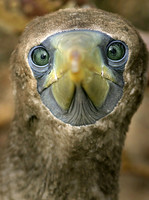 The Booby Stare