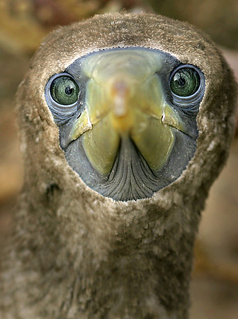 The Booby Stare