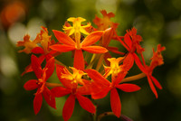 Epidendrum Orchid, Papua New Guinea
