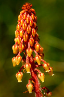 Pine Drops, Montana, USA