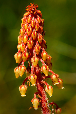 Pine Drops, Montana, USA