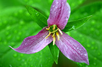 Western Trillium, Washington, USA
