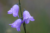 Harebells, Montana, USA