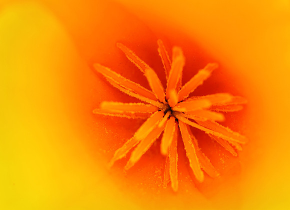 California Poppy, California, USA