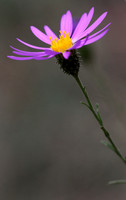 Fleabane, Montana, USA