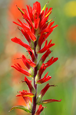 Scarlet Paintbrush, Glacier National Park, Montana, USA
