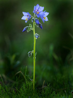 Tall Jacob's Ladder, Alaska