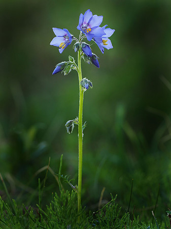 Tall Jacob's Ladder, Alaska