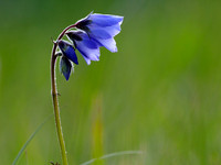 Tall Jacob's Ladder, Alaska