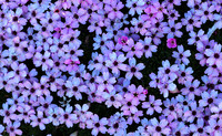 Moss Campion, Greenland
