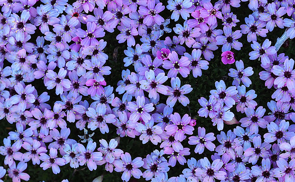 Moss Campion, Greenland