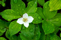 Dwarf Dogwood, Alaska