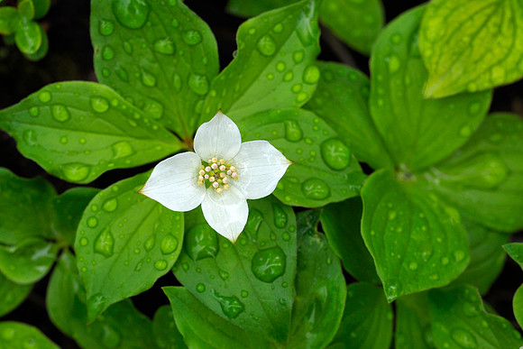 Dwarf Dogwood, Alaska
