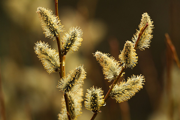 Willow, Alaska