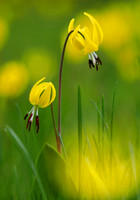 Glacier Lilly, Montana