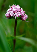 Capitate Valerian, Alaska