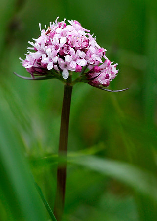 Capitate Valerian, Alaska