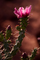 Beavertail Cactus, USA