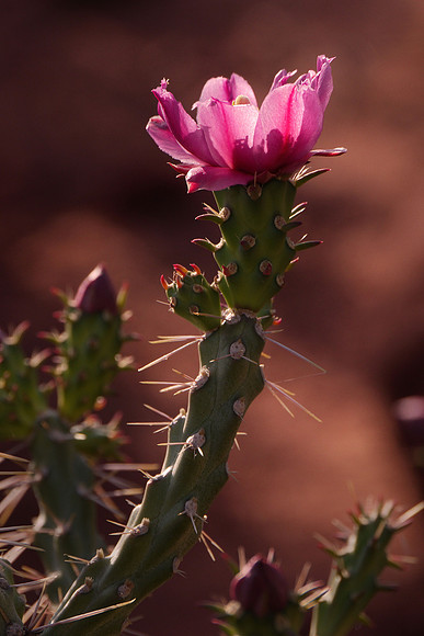 Beavertail Cactus, USA