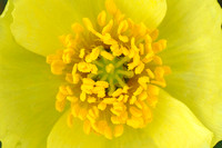 Arctic Poppy, Alaska