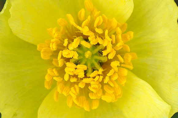 Arctic Poppy, Alaska
