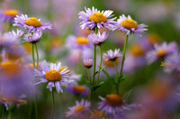 Summers Bounty, Subalpine Fleabane. Glacier National Park, Montana