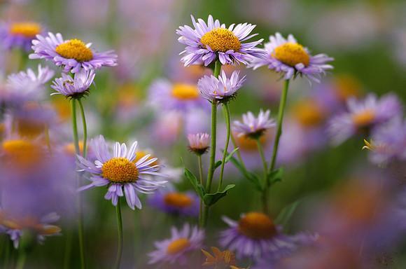 Summers Bounty, Subalpine Fleabane. Glacier National Park, Montana