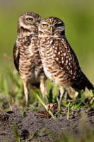 Burrowing owl pair